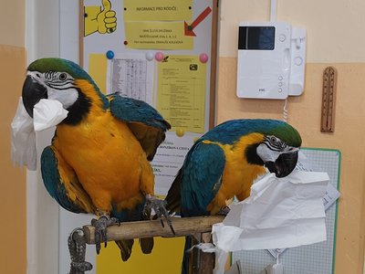 Návštěva papoušků ...